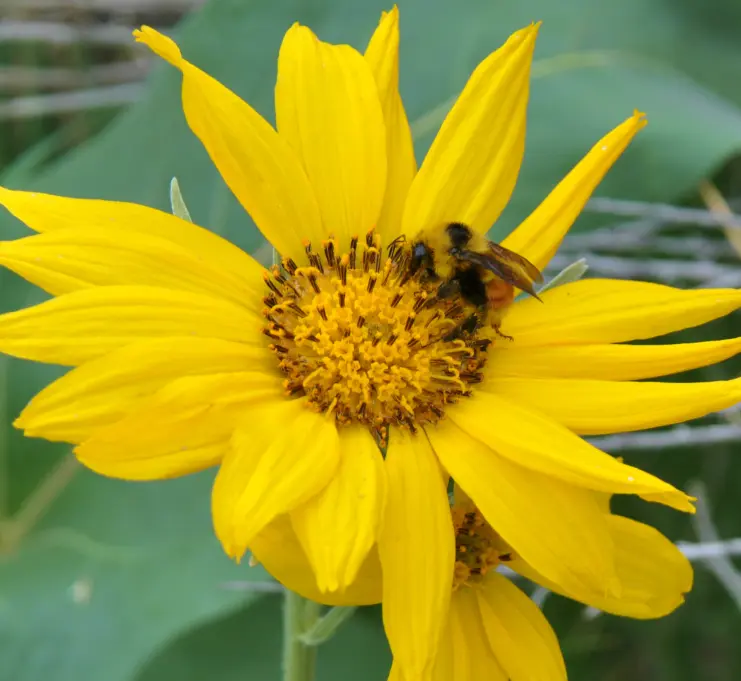 Yellow flower with bee.